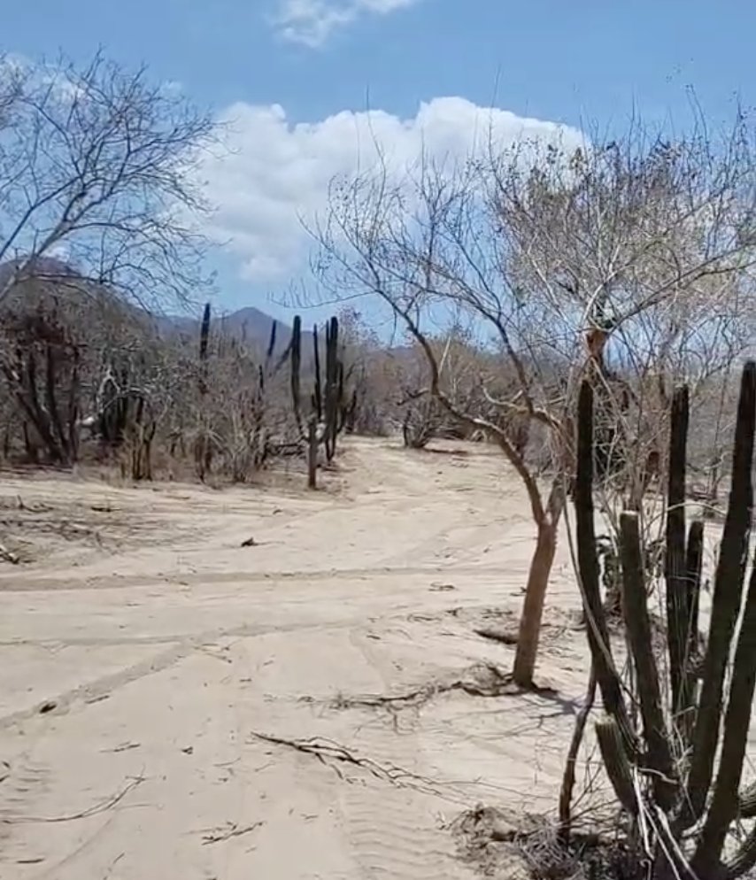Die gerodete Fläche auf unserem Grundstück im Busch von Baja California Sur