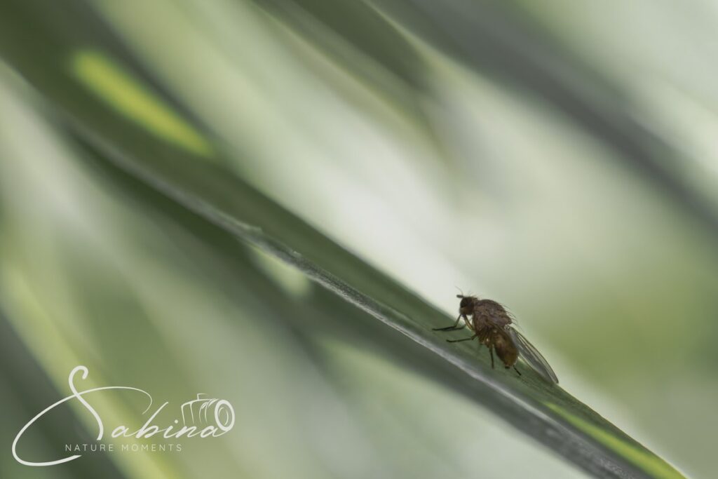 Fliege in Nahaufnahme